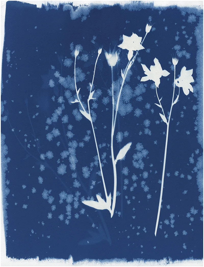KasiaWozniak_WildFlowers_04.jpg