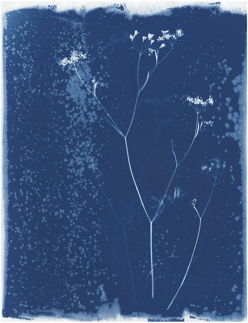 KasiaWozniak_WildFlowers_09.jpg
