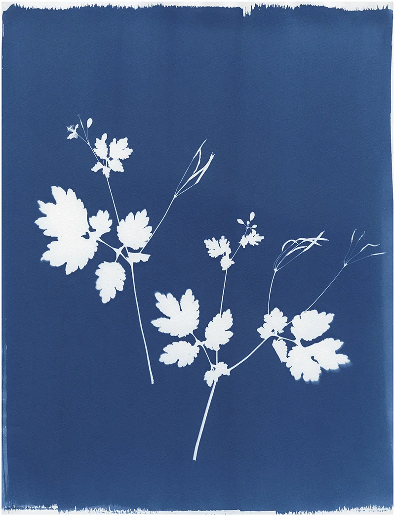 KasiaWozniak_WildFlowers_015.jpg