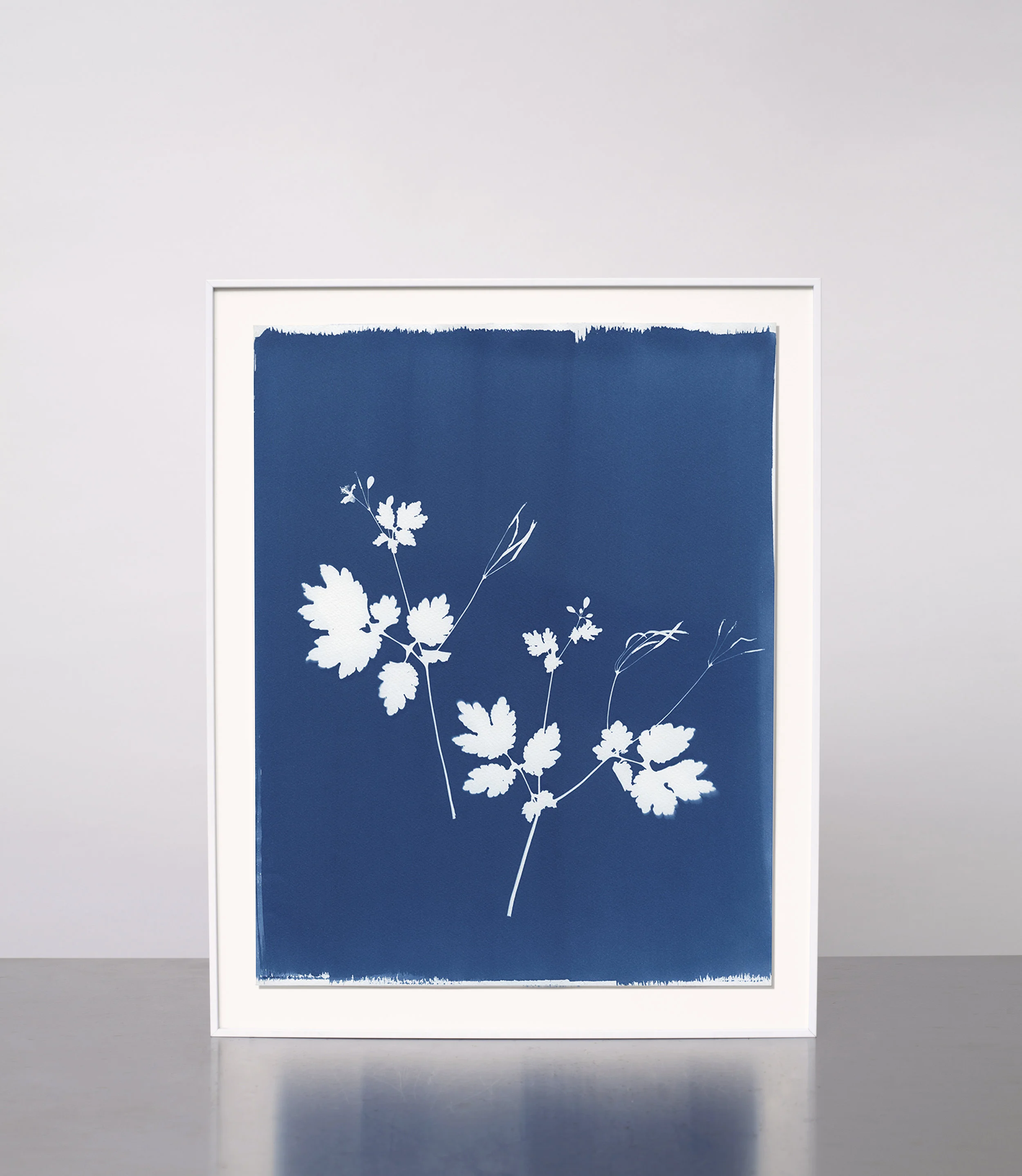 KasiaWozniak_Cyanotype_15.jpg