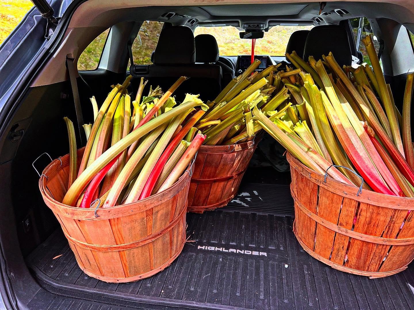 First outdoor crop of the season! This gorgeous ruhbarb was delivered to A Single Bite just hours after harvest. It's the beginning of thousands of pounds of Real, Local Food our farmers will donate this season to feed our Sullivan County neighbors i
