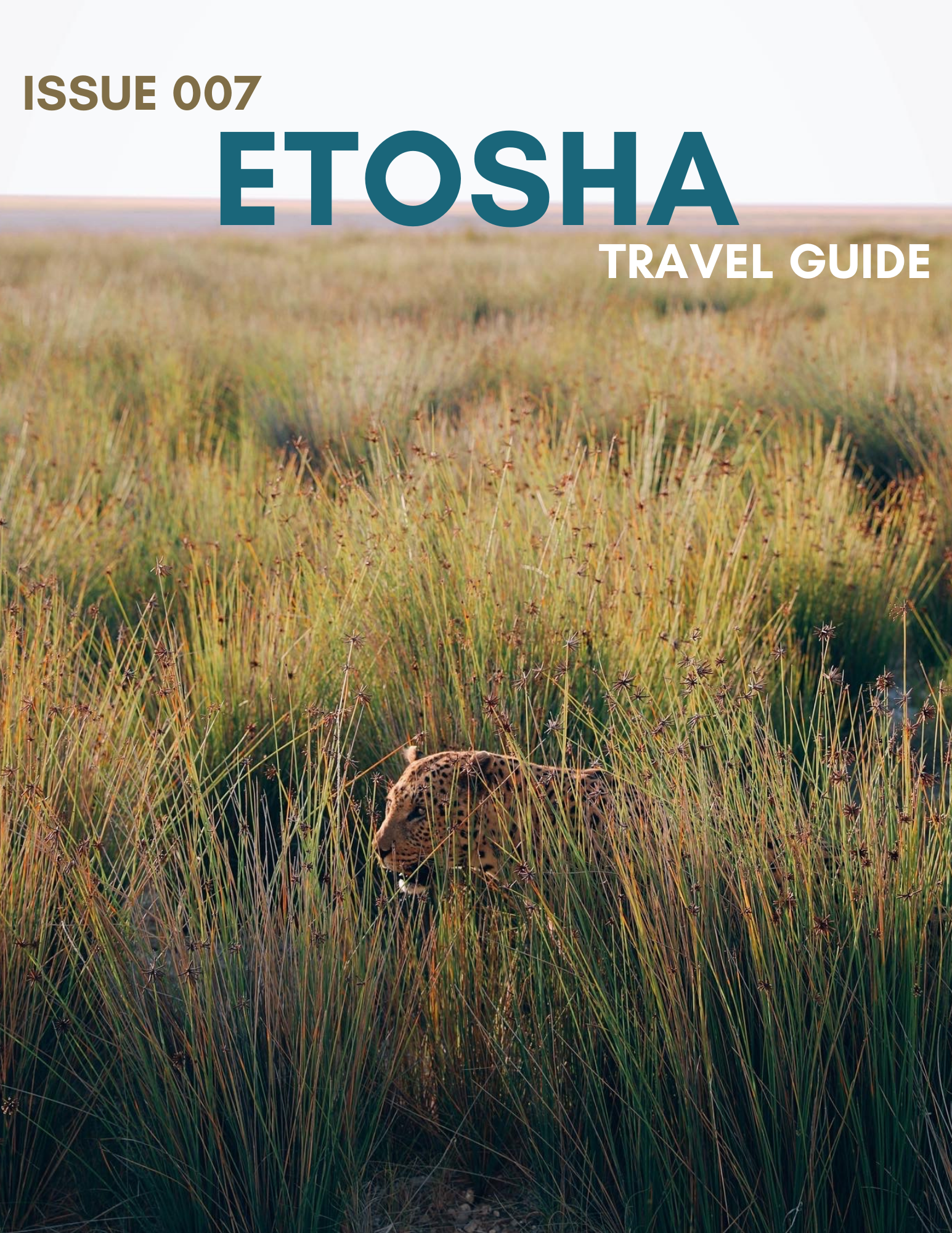 Etosha National Park Travel Guide: Best Way to See Etosha National Park