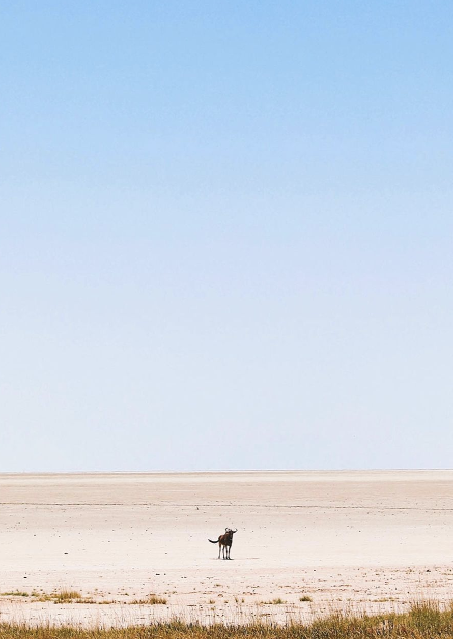 Wildebeest in Salt Pan at Etosha National Park in Namibia