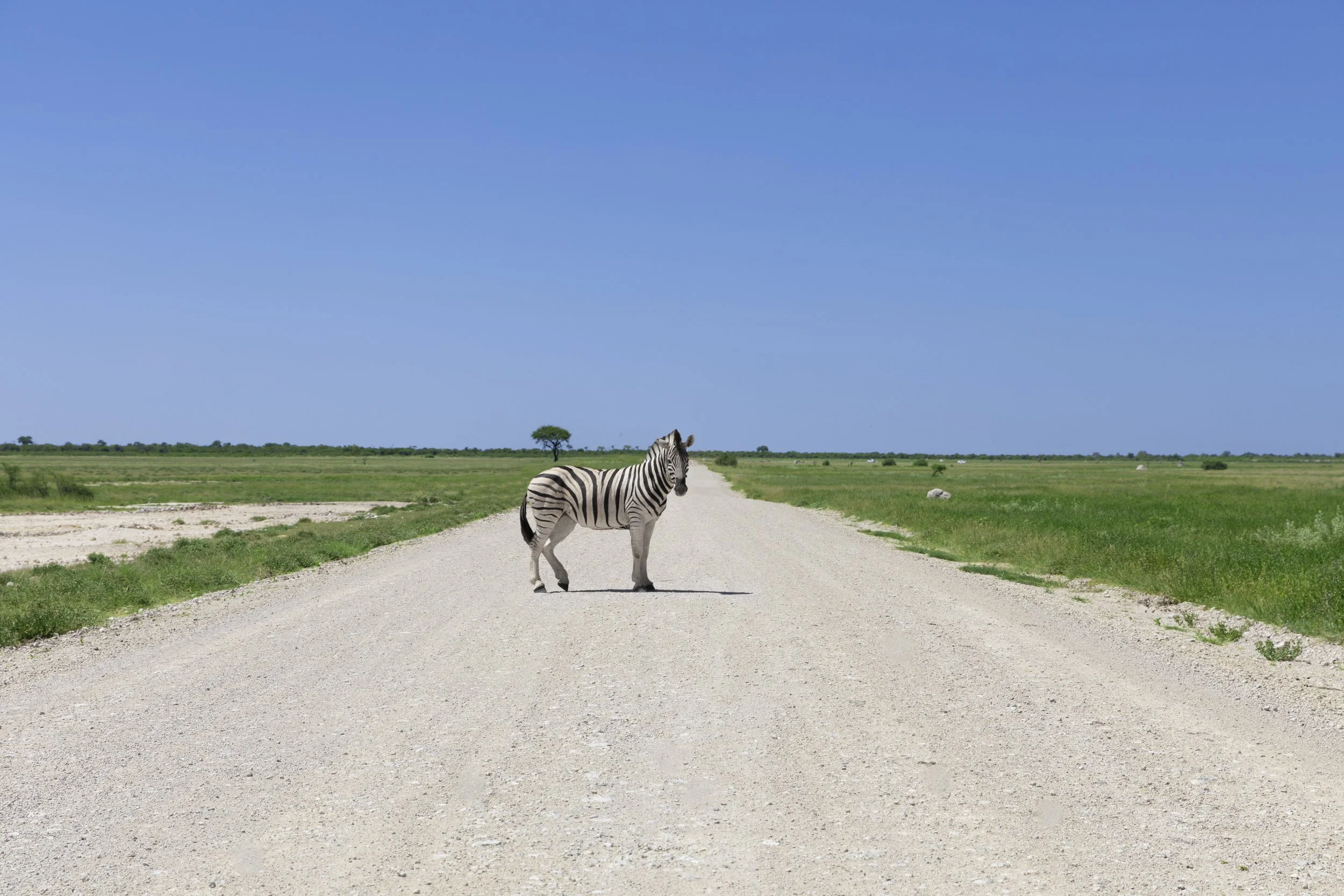 Zebra crossing the road in Etosha National Park, Namibia