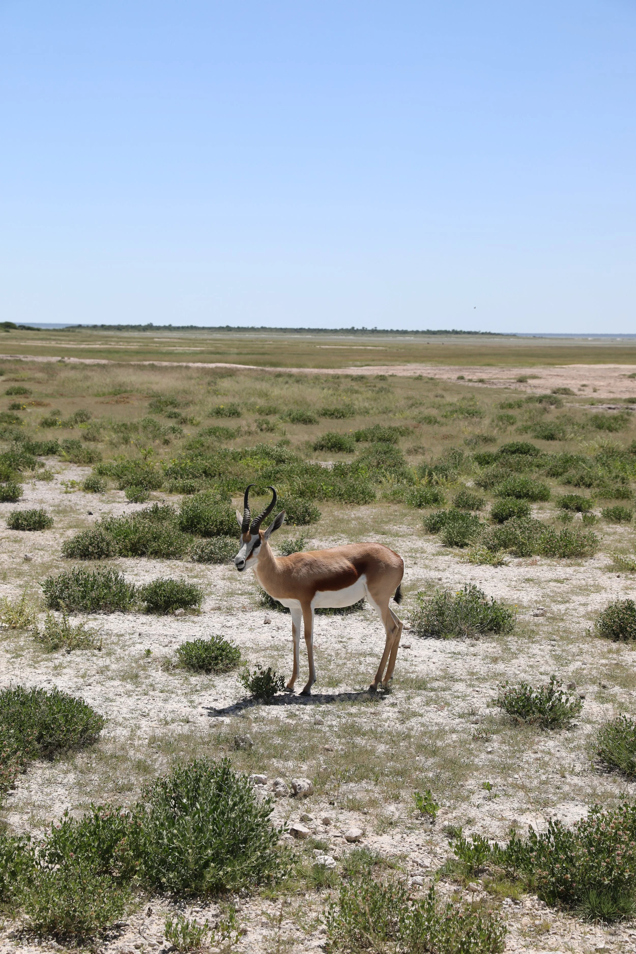 Springbok on Safari at Etosha National Park