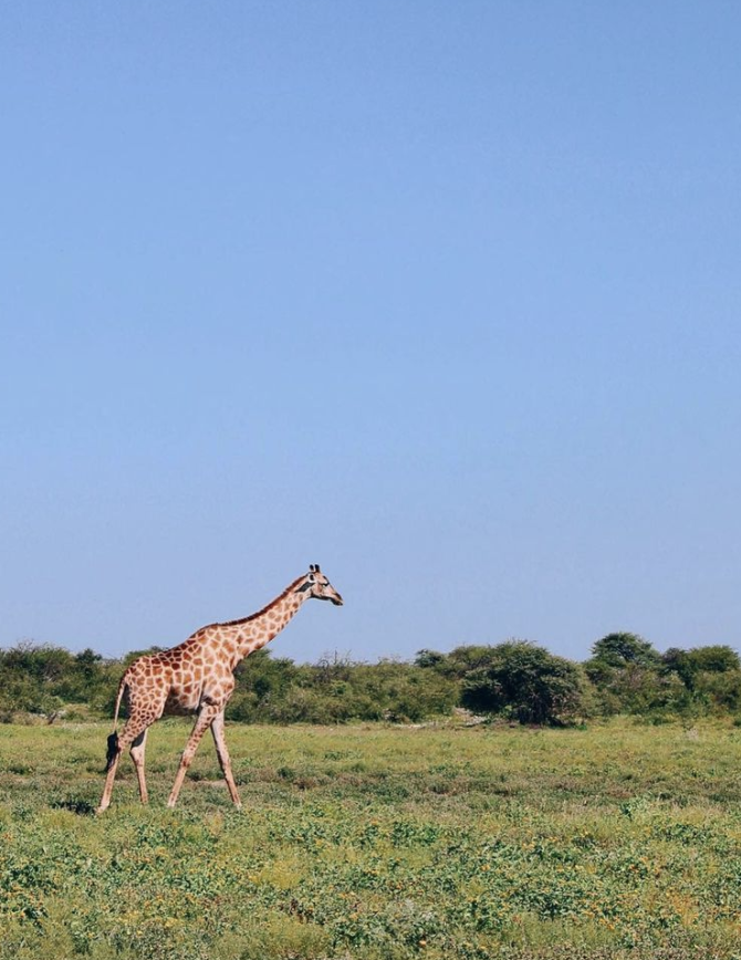 Giraffe at Etosha National Park Namibia on Safari