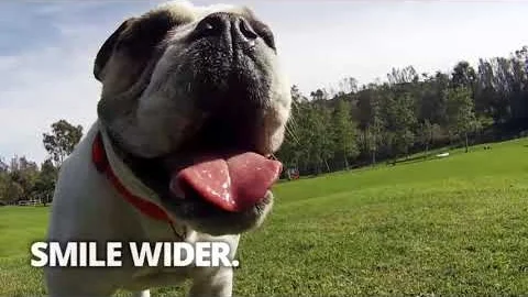 Dogswell Unleash The Happy