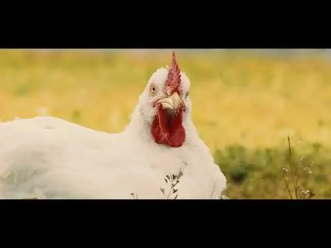 Foster Farms Free Range Girl Group