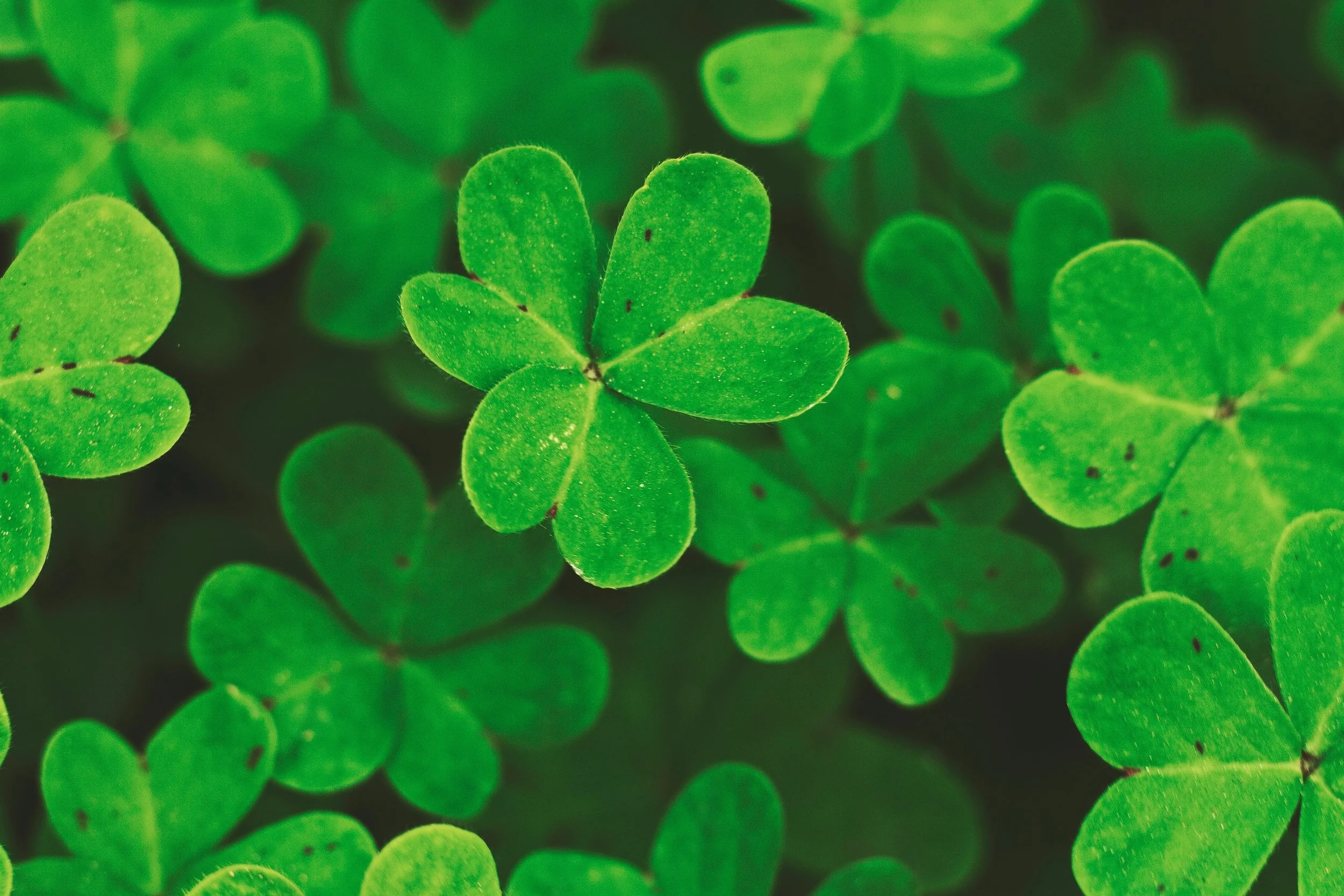 The Shamrock is the traditional emblem of this famous Irish festival 