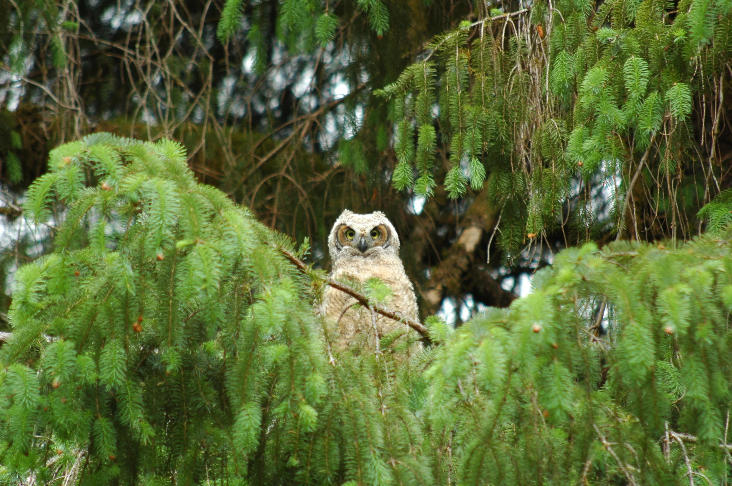 Owl Prowl.jpg
