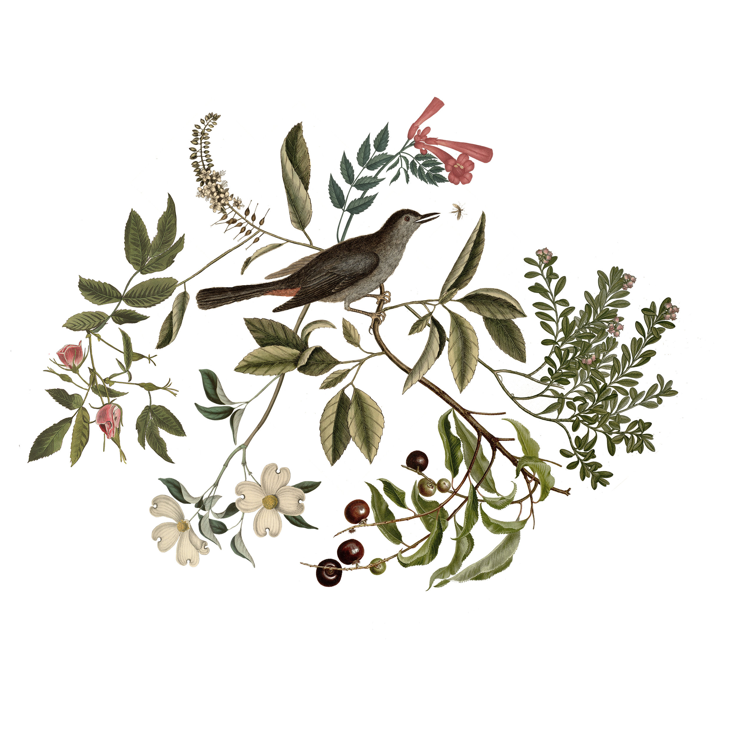  Digital Illustration of select flora native to Long Island  Clockwise from top: Trumpet Vine, Summersweet, American Cranberry, Black Cherry, Flowering Dogwood &amp; Carolina Rose 