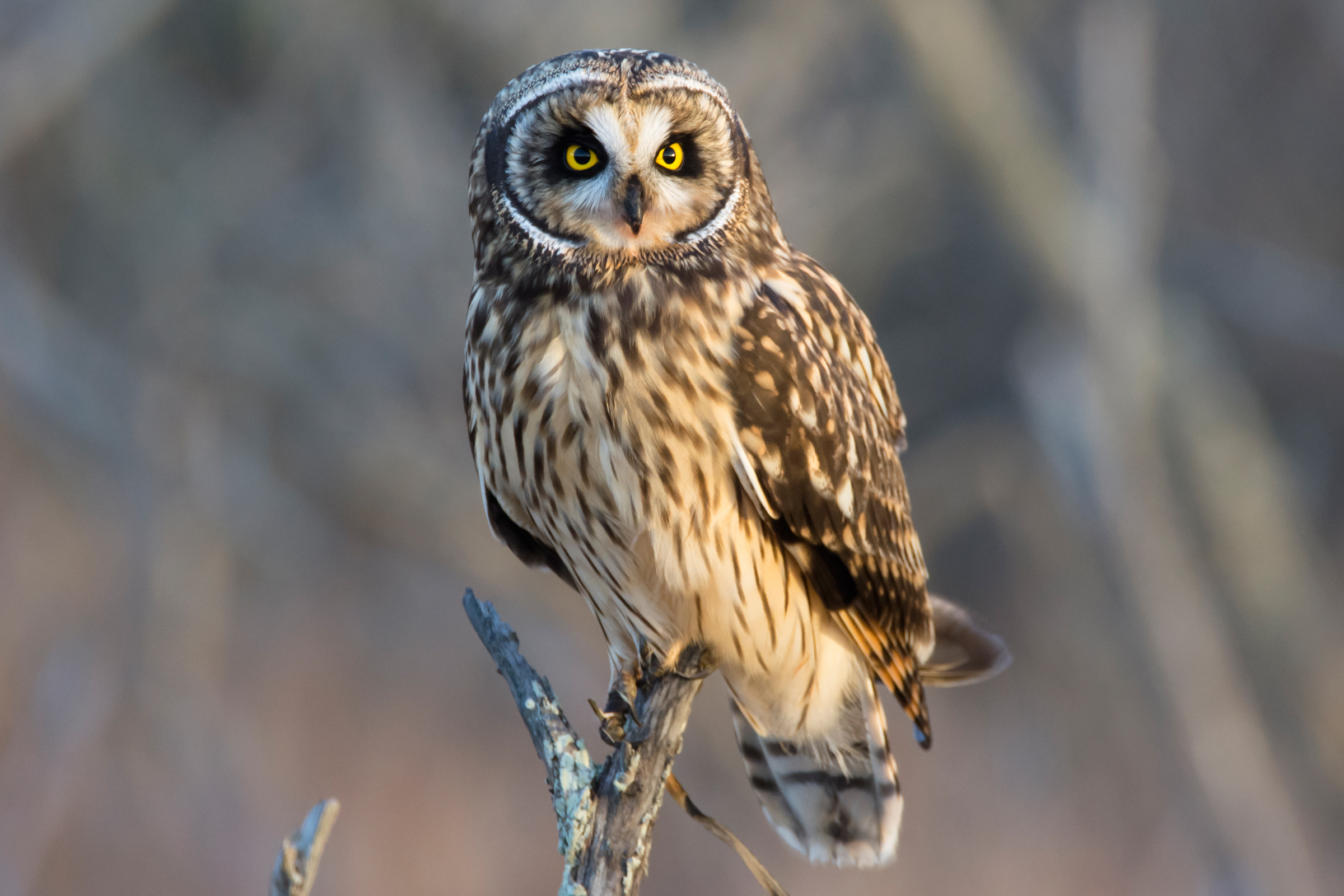  Short-eared Owl, 2016 