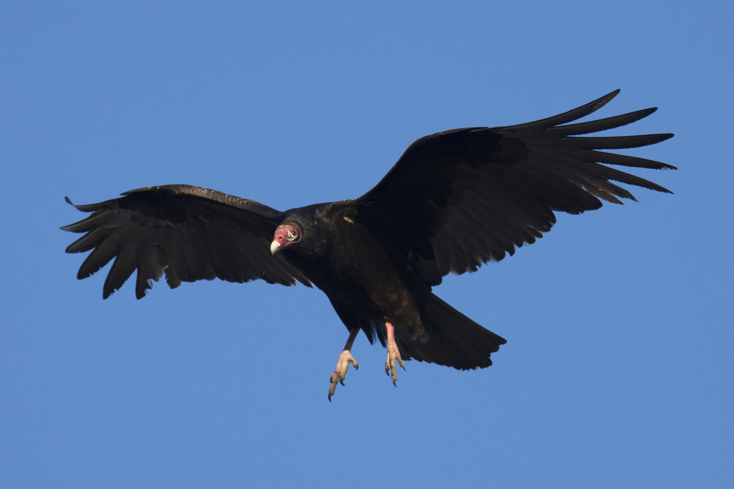  Turkey Vulture, 2018 