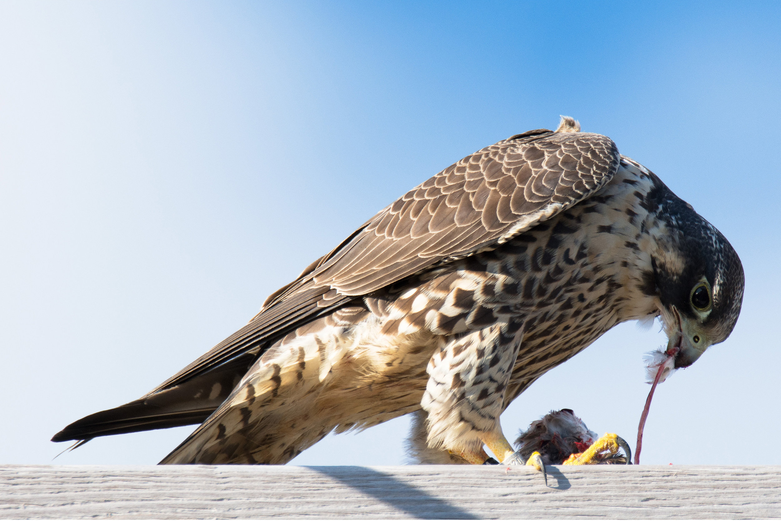  Peregrine Falcon, 2016 