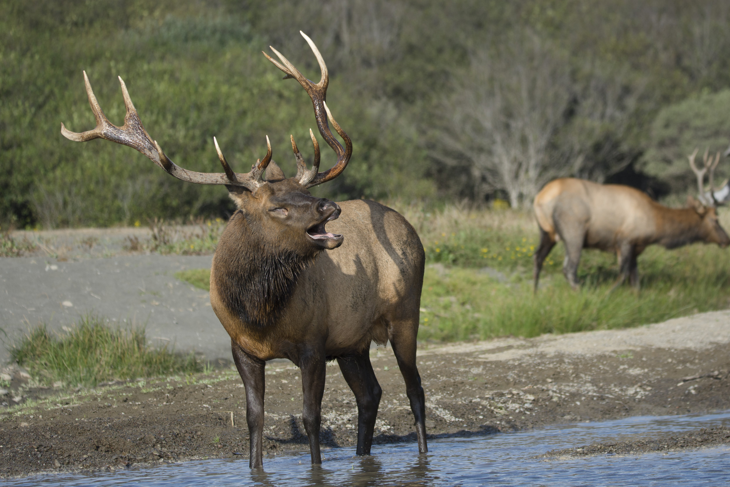  Roosevelt Elk, Lost Coast 2017 