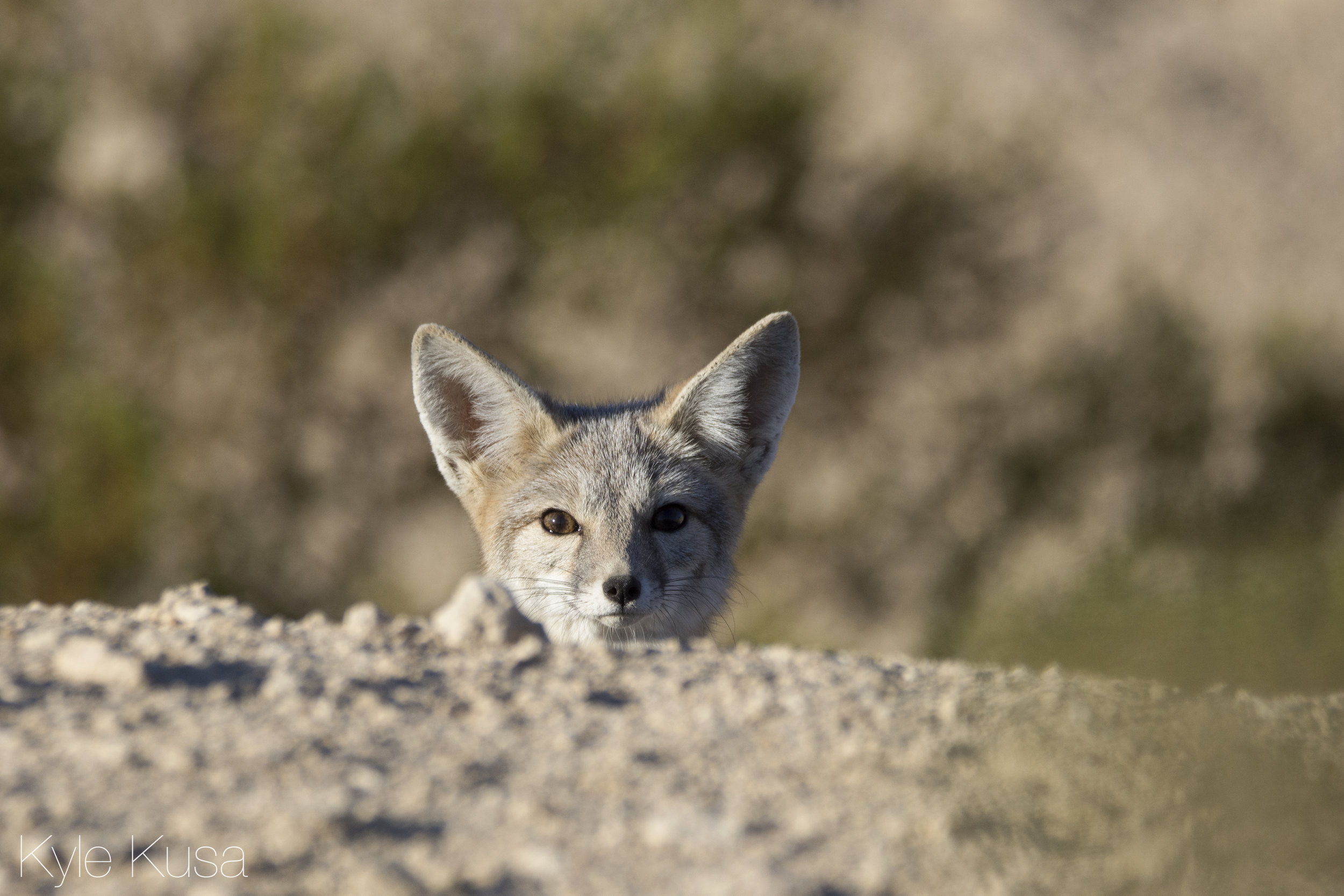  Kit Fox, Mojave Desert 2017 