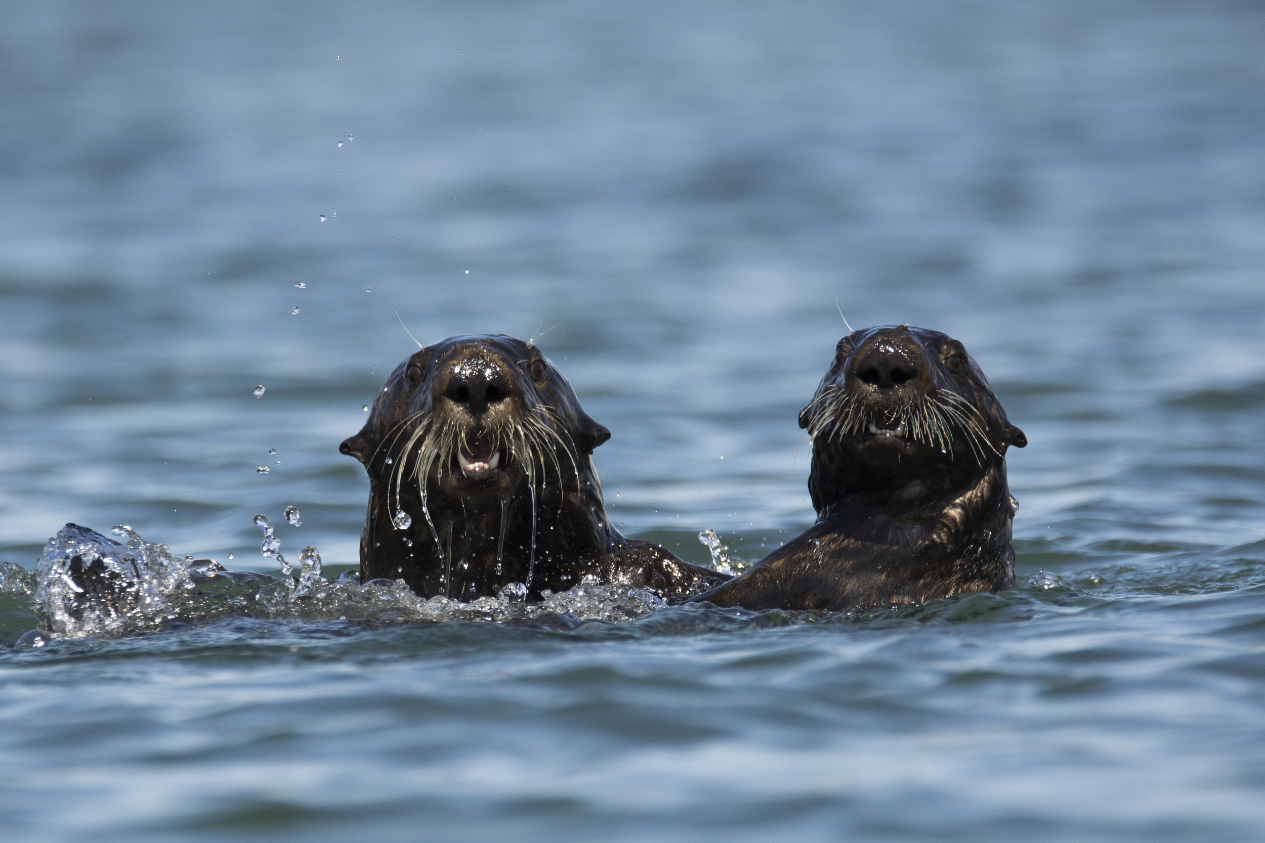 Sea Otters, 2019 