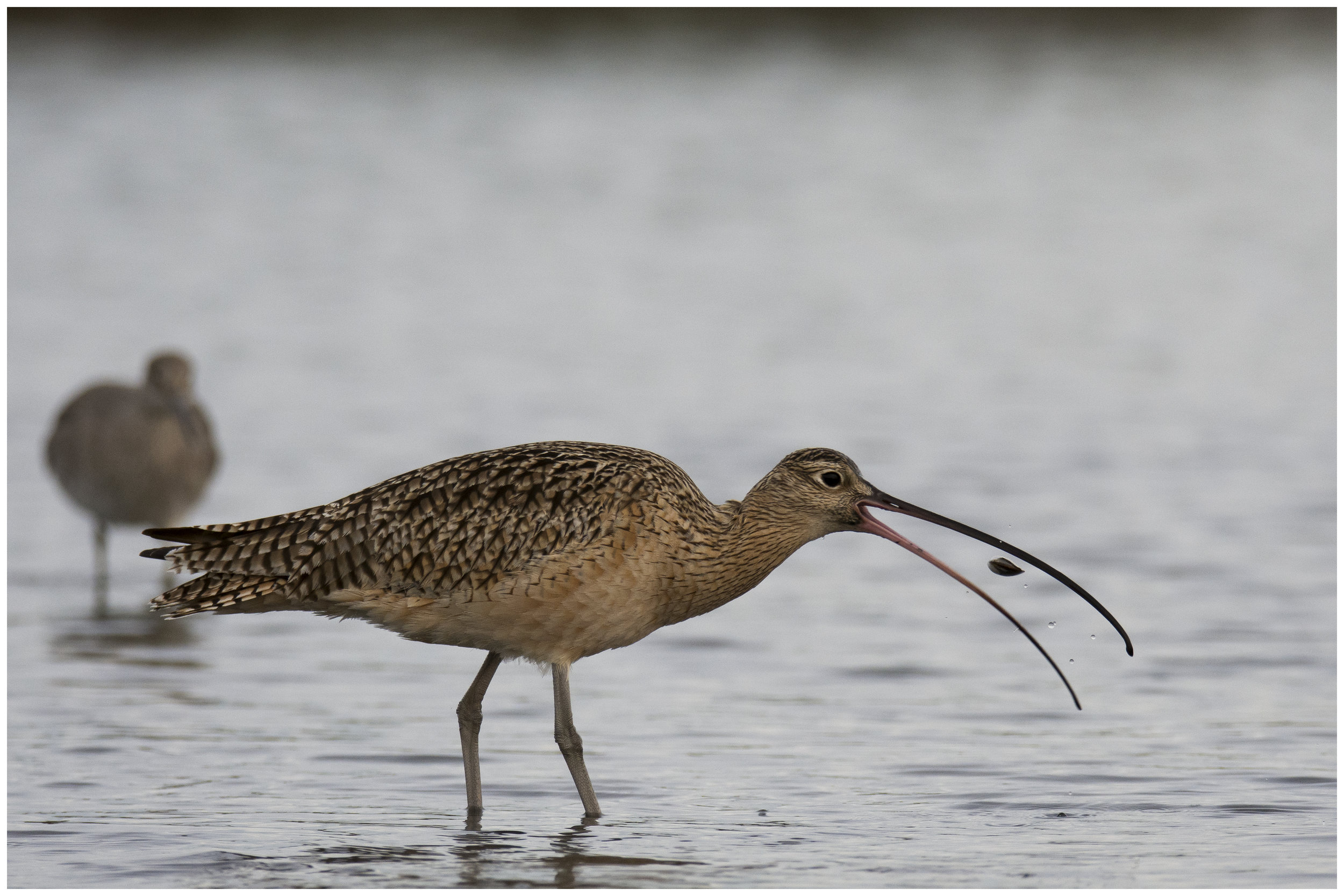  Long-billed Curlew, 2018 