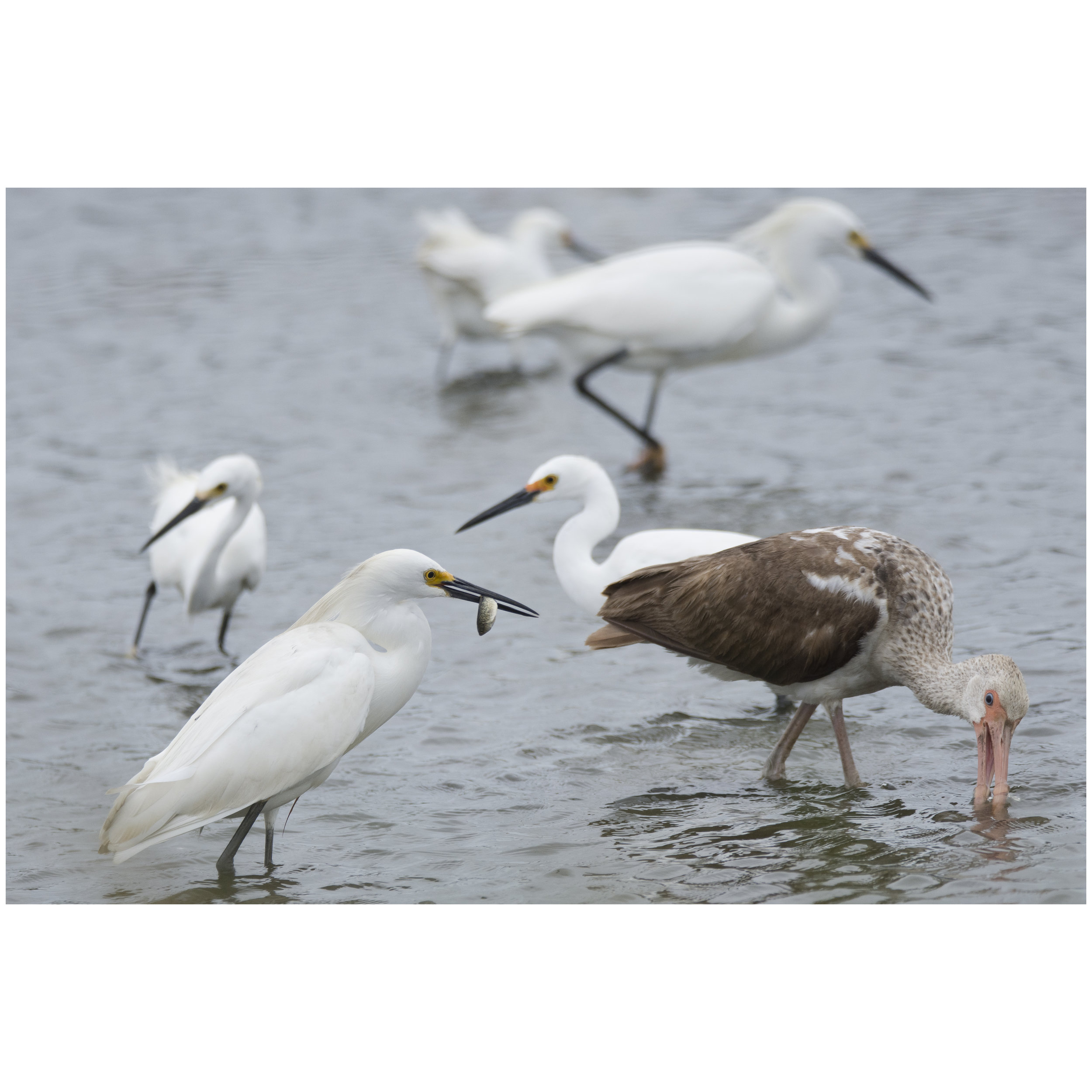  Snowy Egrets + White Ibis, 2018 