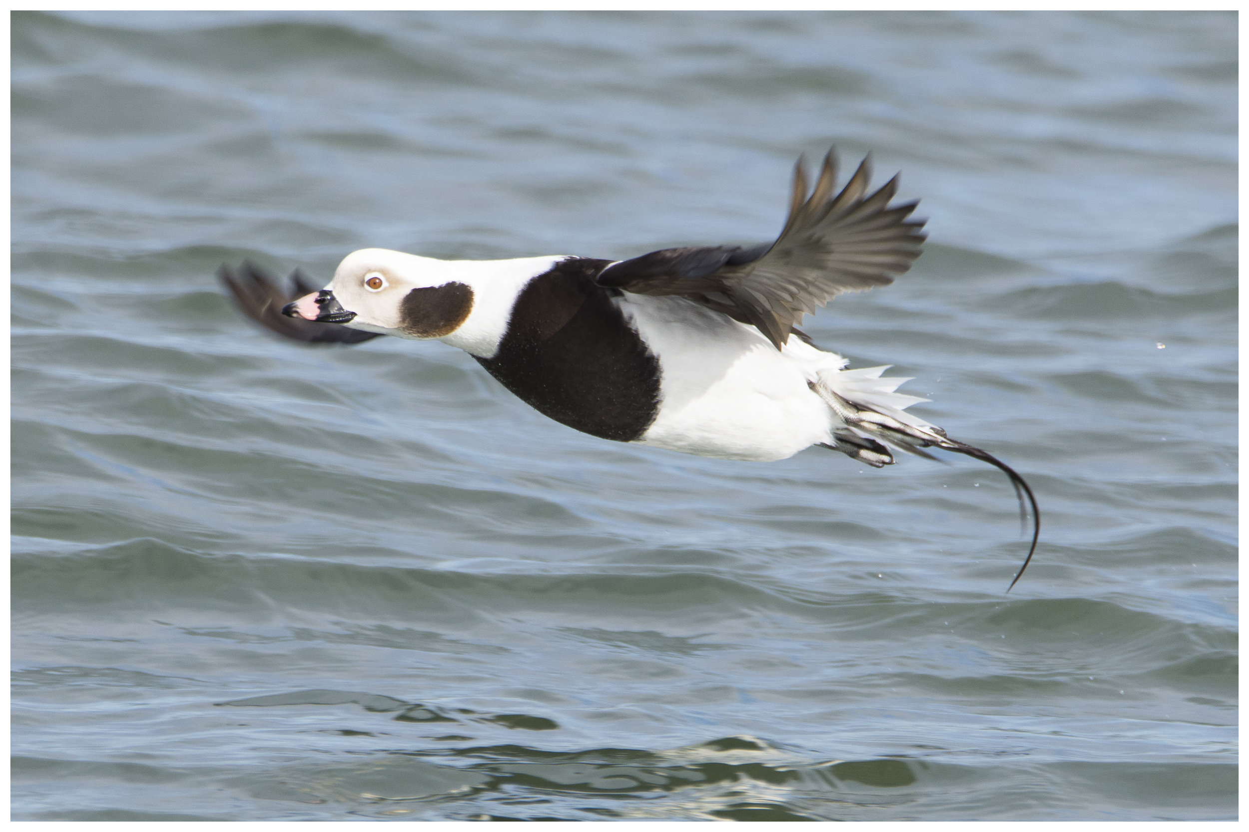  Long-tailed Duck, 2017 