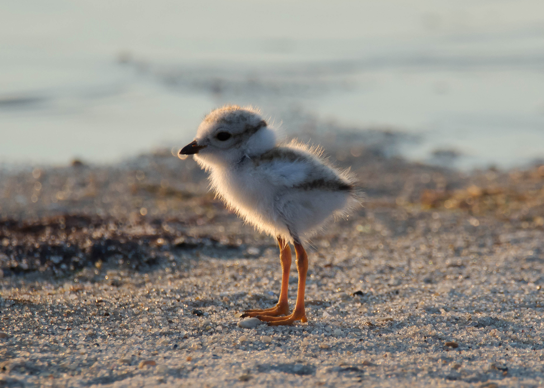  Piping Plover, 2016 