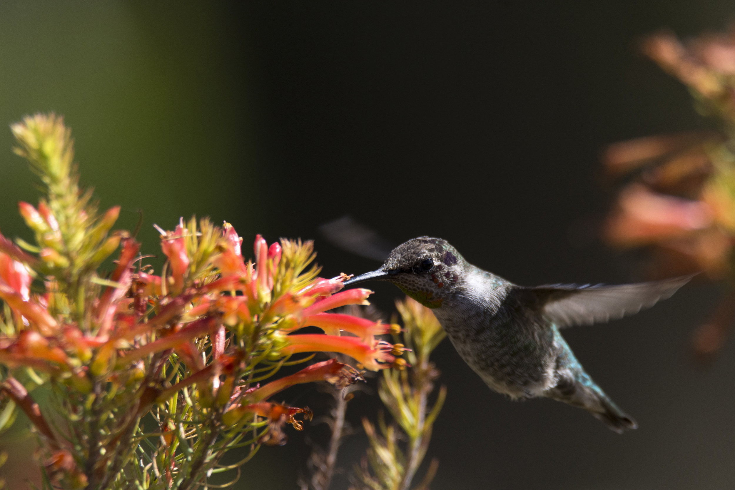 Santa Cruz Anna's Hummingbird 2.jpg