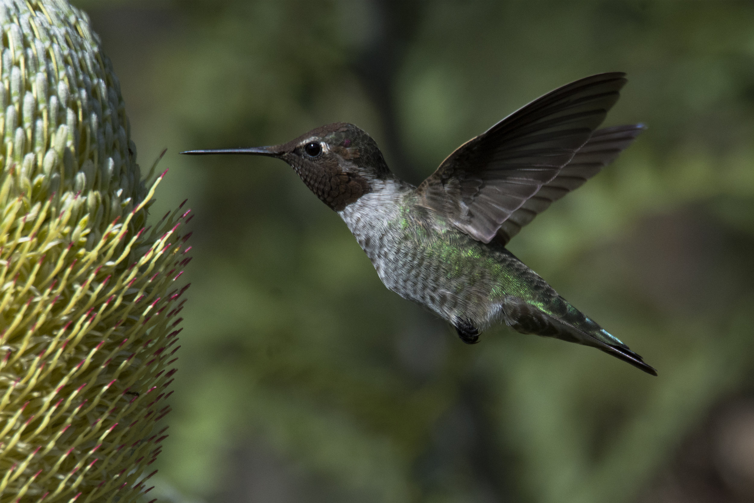 Santa Cruz Anna's Hummingbird 3.jpg