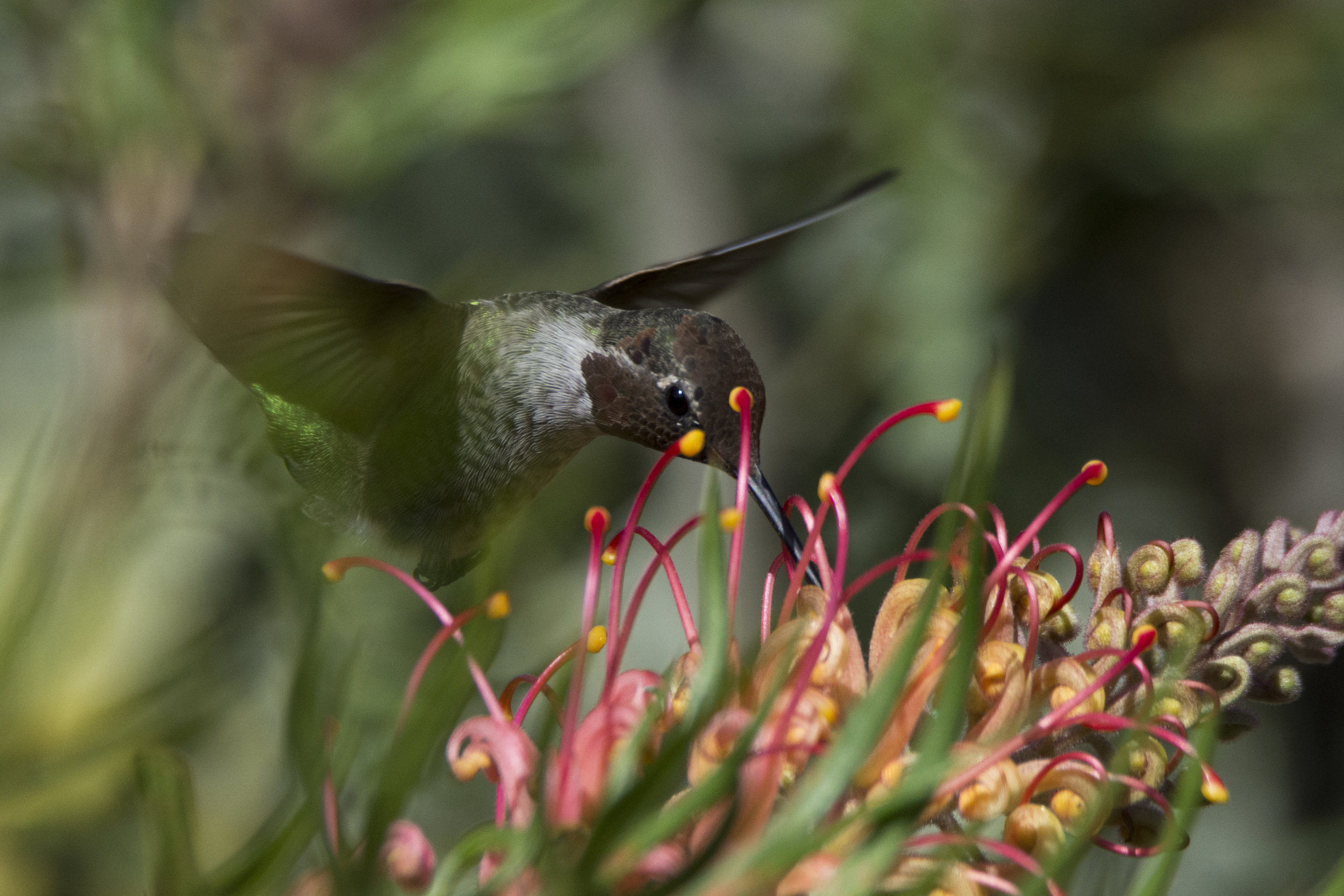 Santa Cruz Anna's Hummingbird 1.jpg