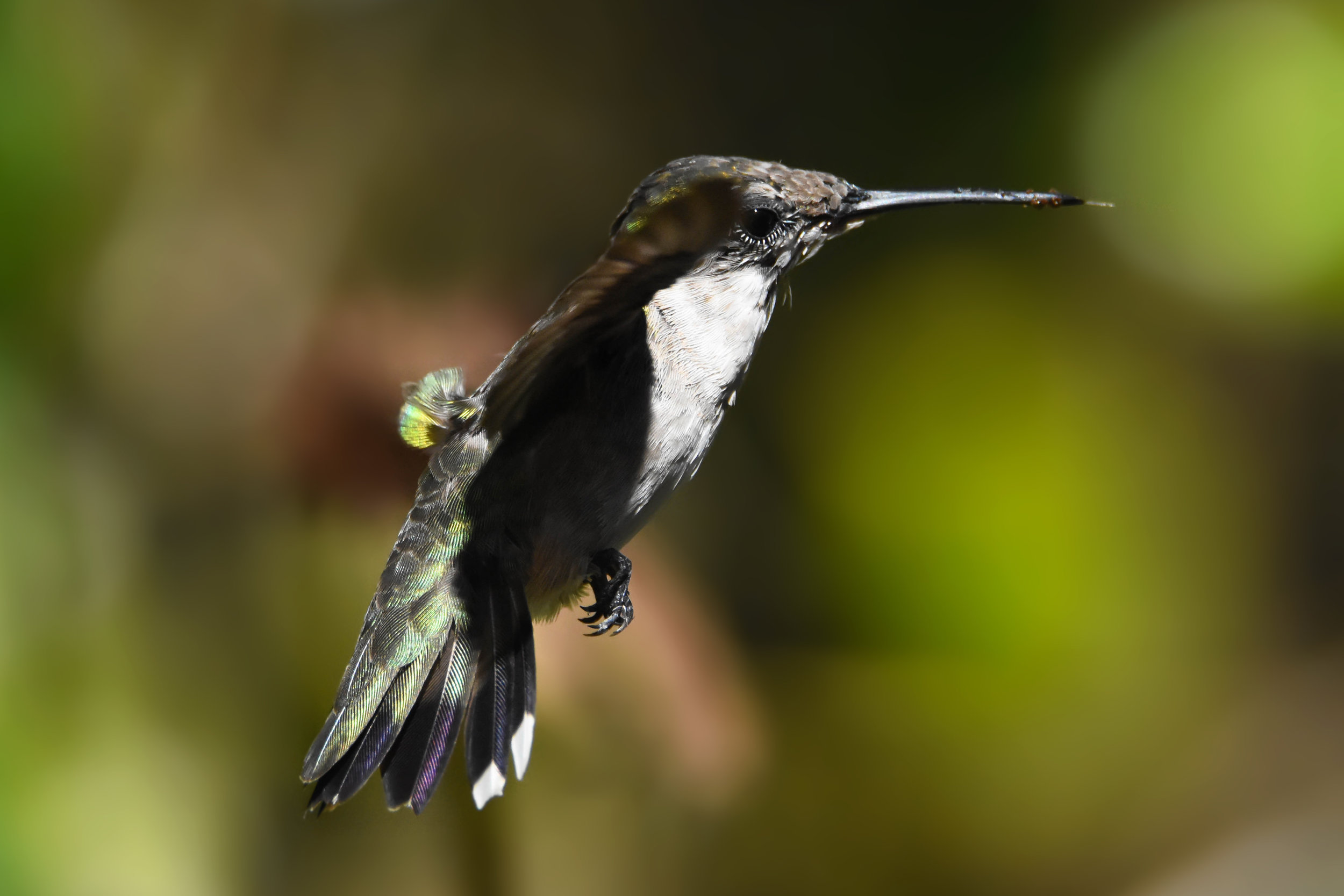 August Ruby-throated Hummingbird II.jpg