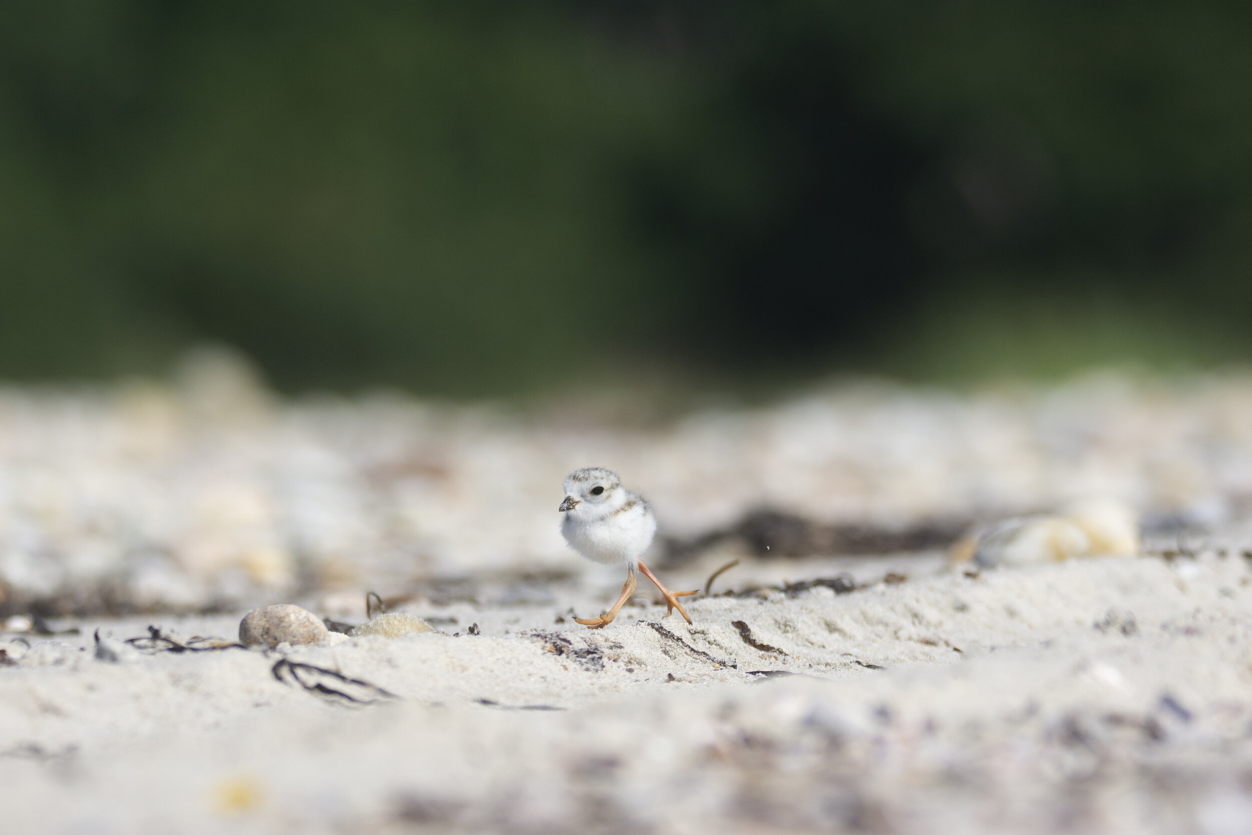  Piping Plover, 2020 