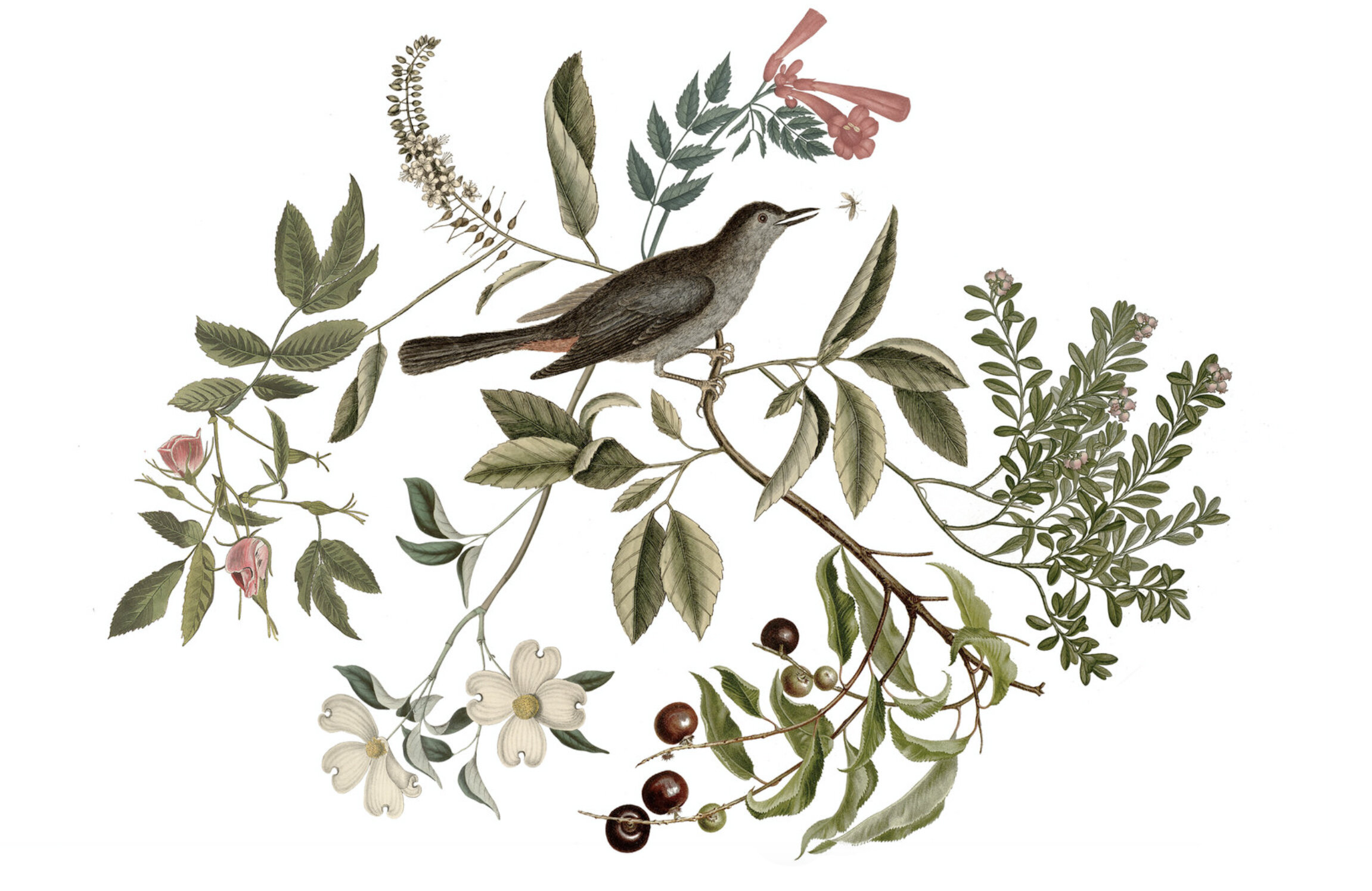  Digital Illustration of select flora native to Long Island  Clockwise from top: Trumpet Vine, Summersweet, American Cranberry, Black Cherry, Flowering Dogwood &amp; CarolinaRose   