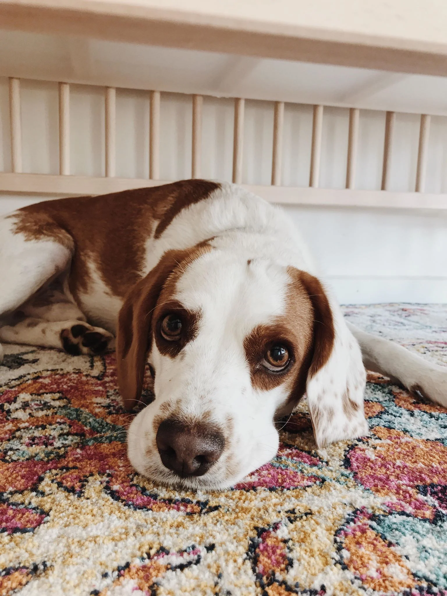 Atticus Brown under your cot