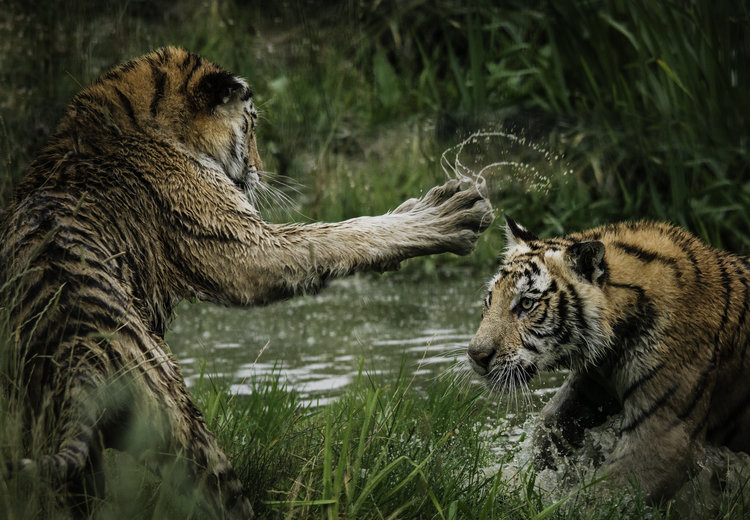tigerpic.jpeg