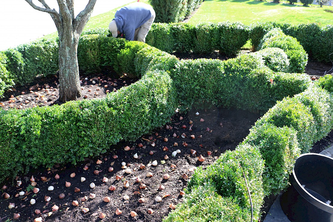 Tulips, Boxwoods and Plum Tree