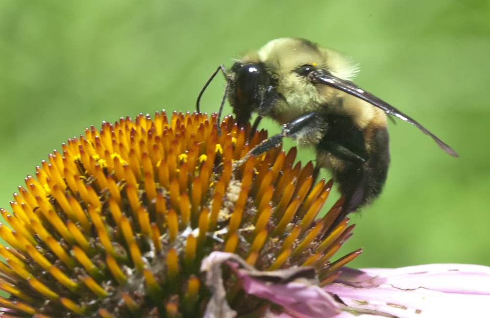 Bee Nice to Bees!