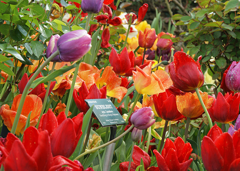 Abbey House Gardens