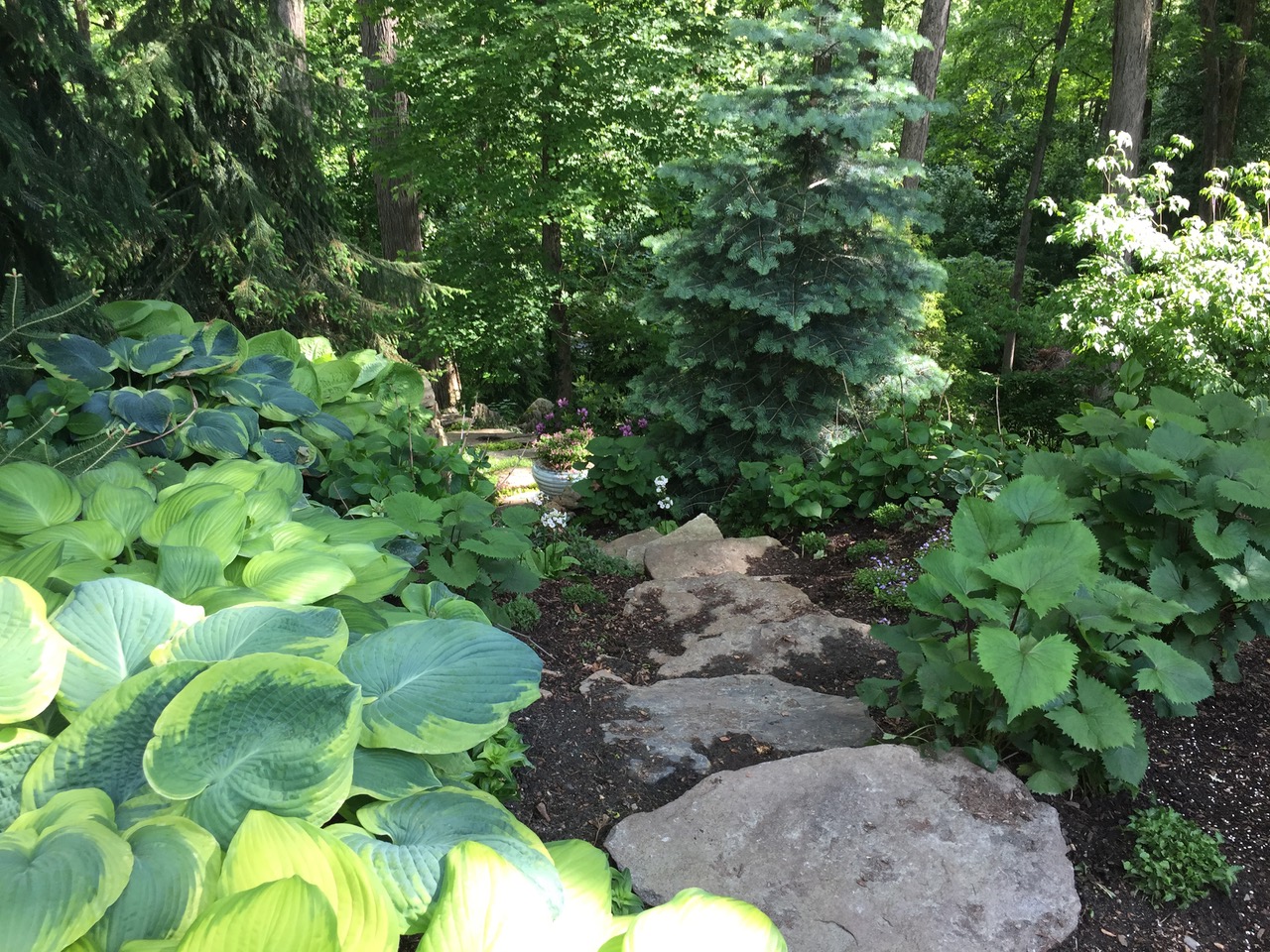 Urn planted with shade loving Wood Sorrel and clematis 'Betty'. 