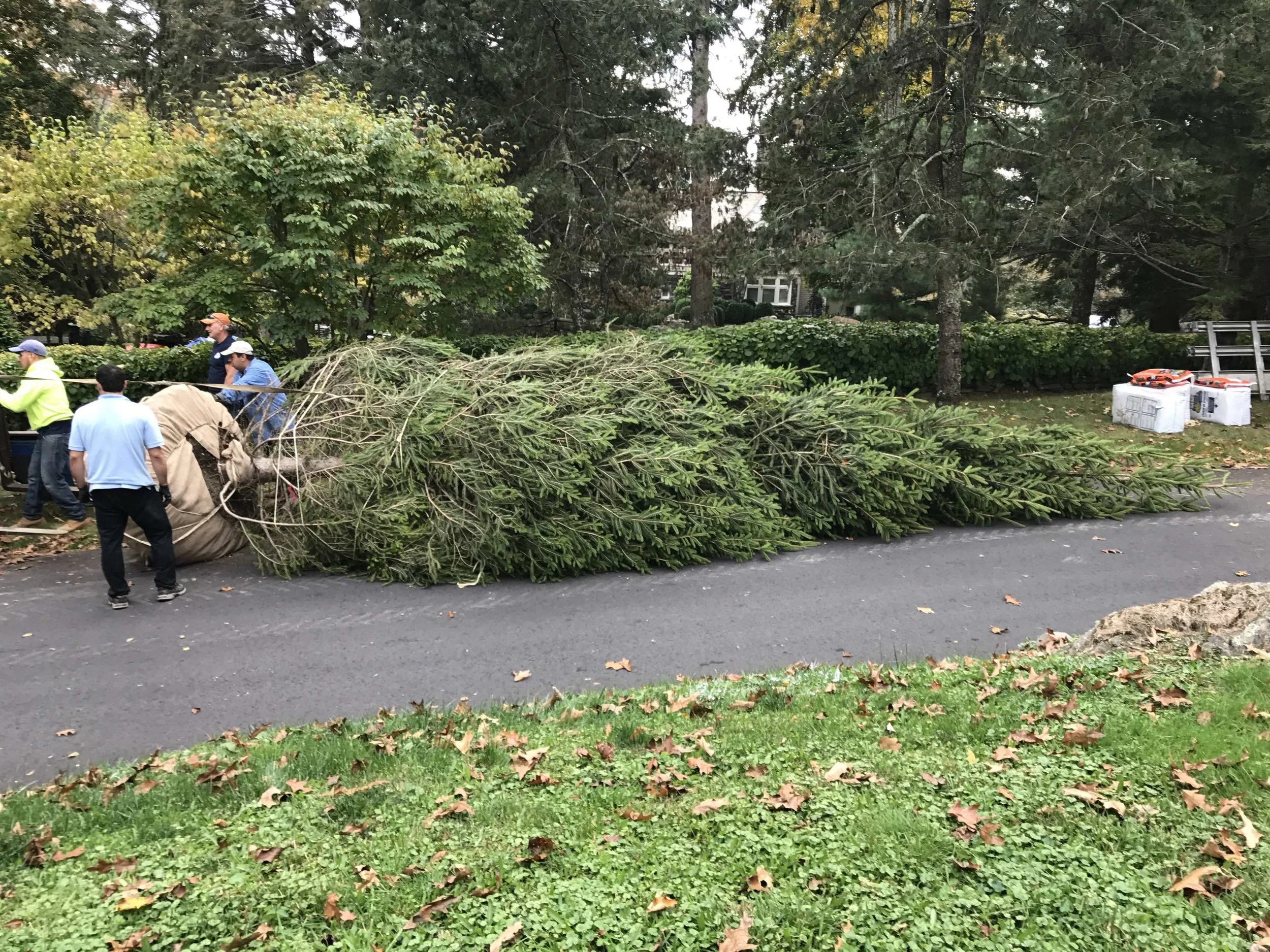 30ft. Norway Spruce