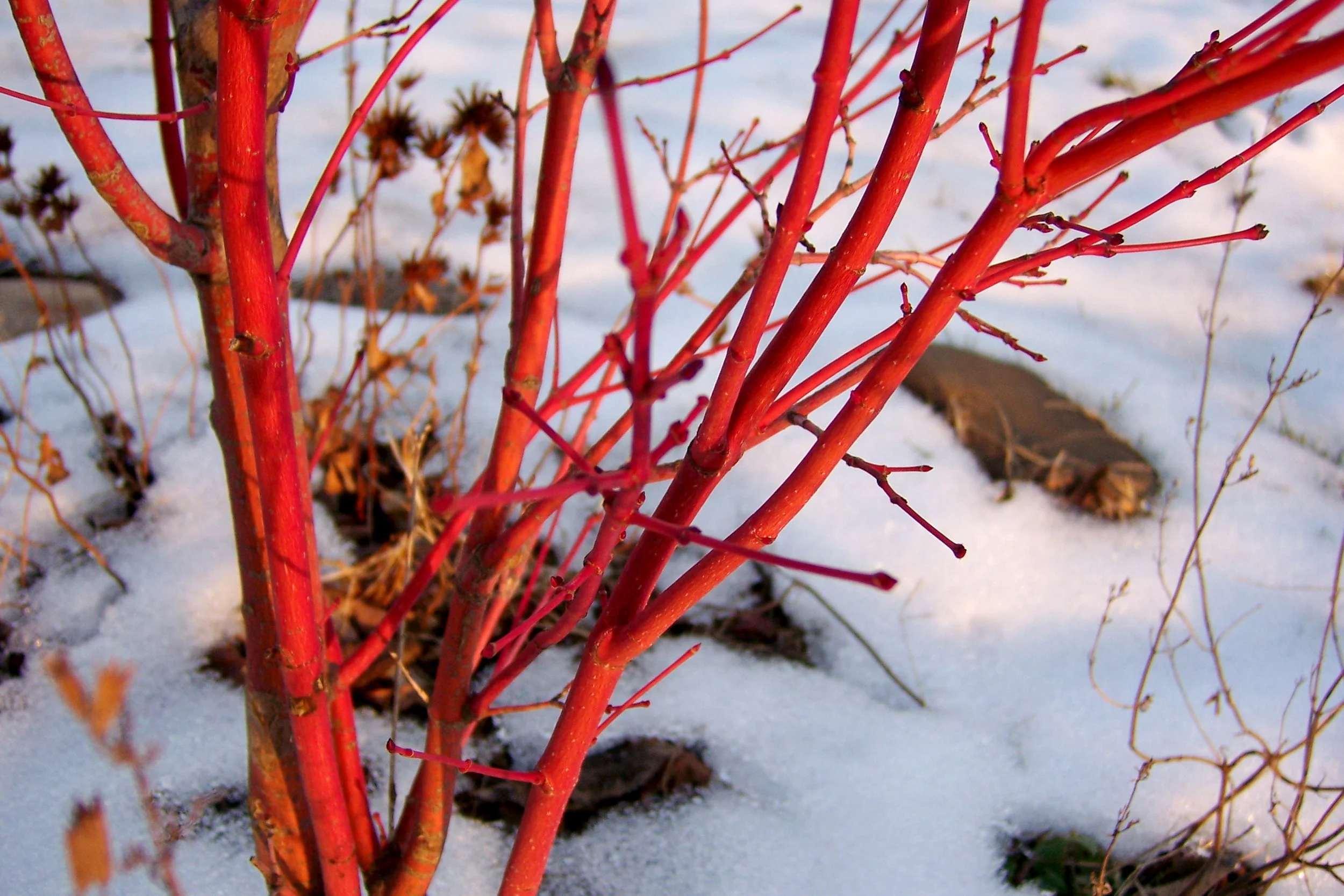 Coral Bark Japanese Maple