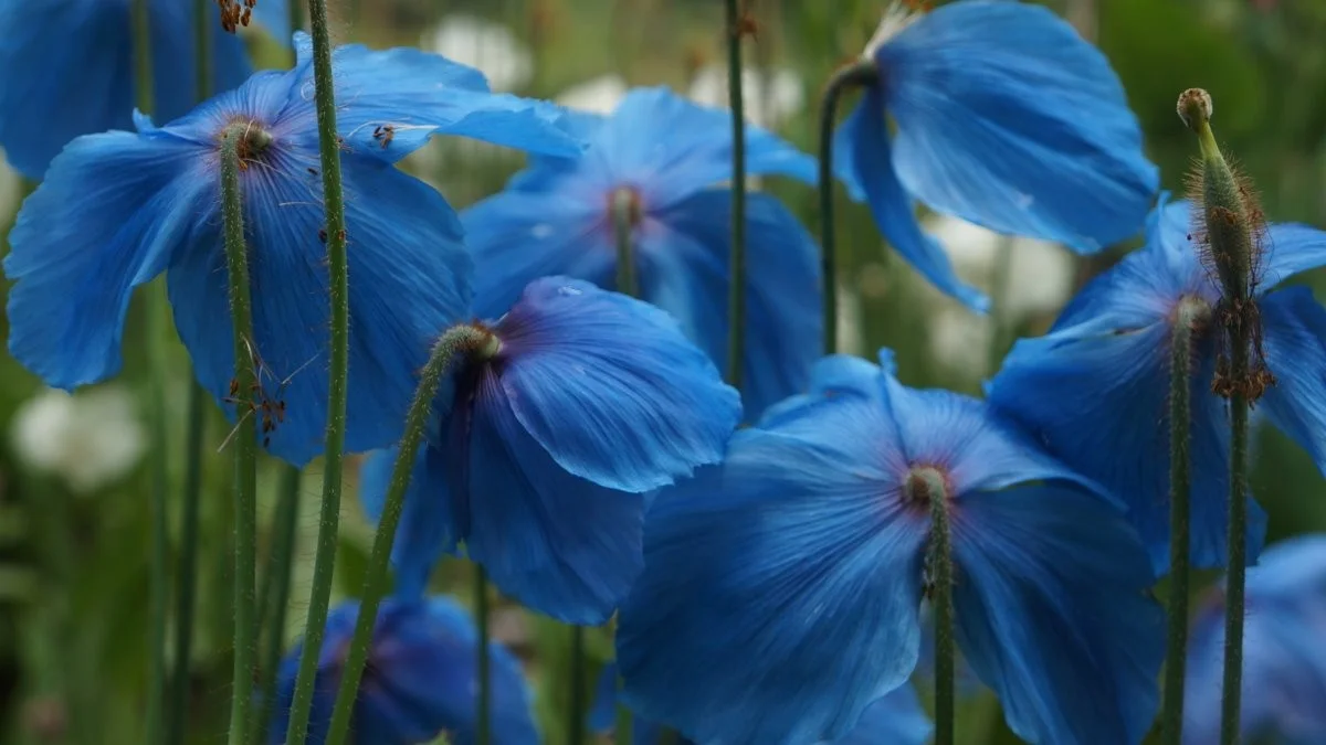 Meconopsis.jpg