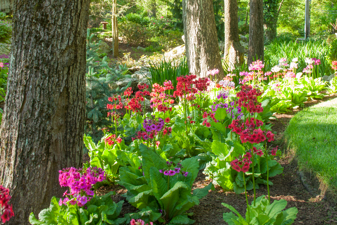 blooms7.jpg