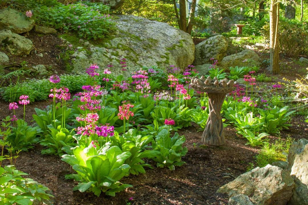 blooms4.jpg