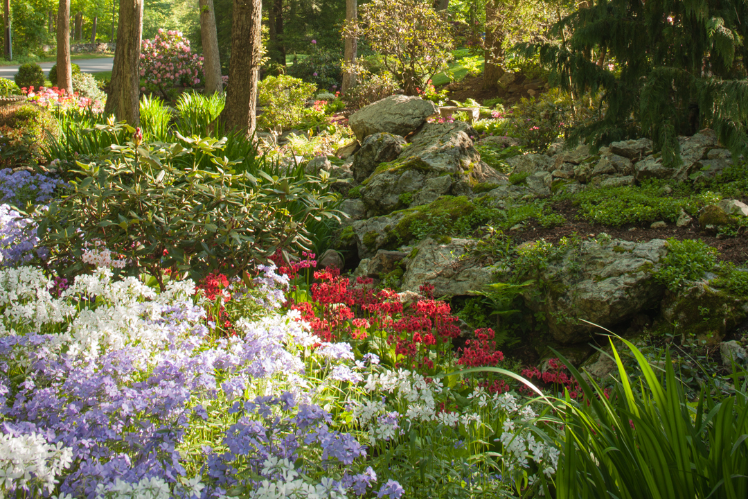 blooms5.jpg