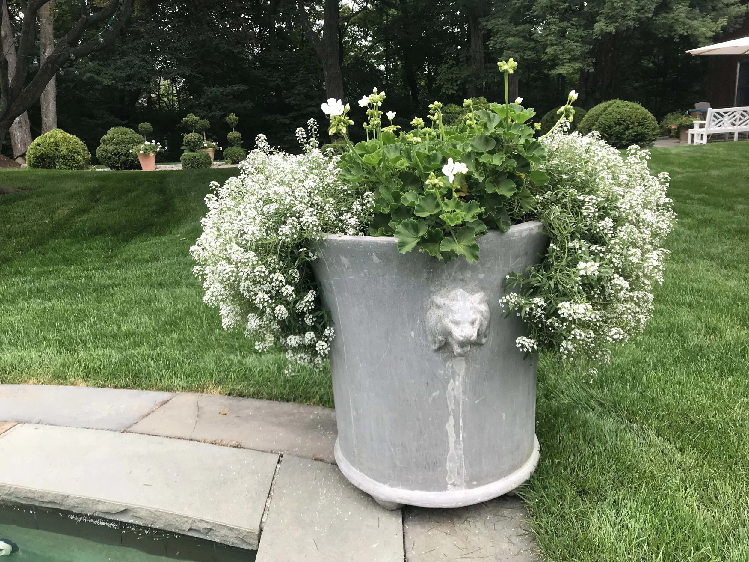 whiteflowers.jpg