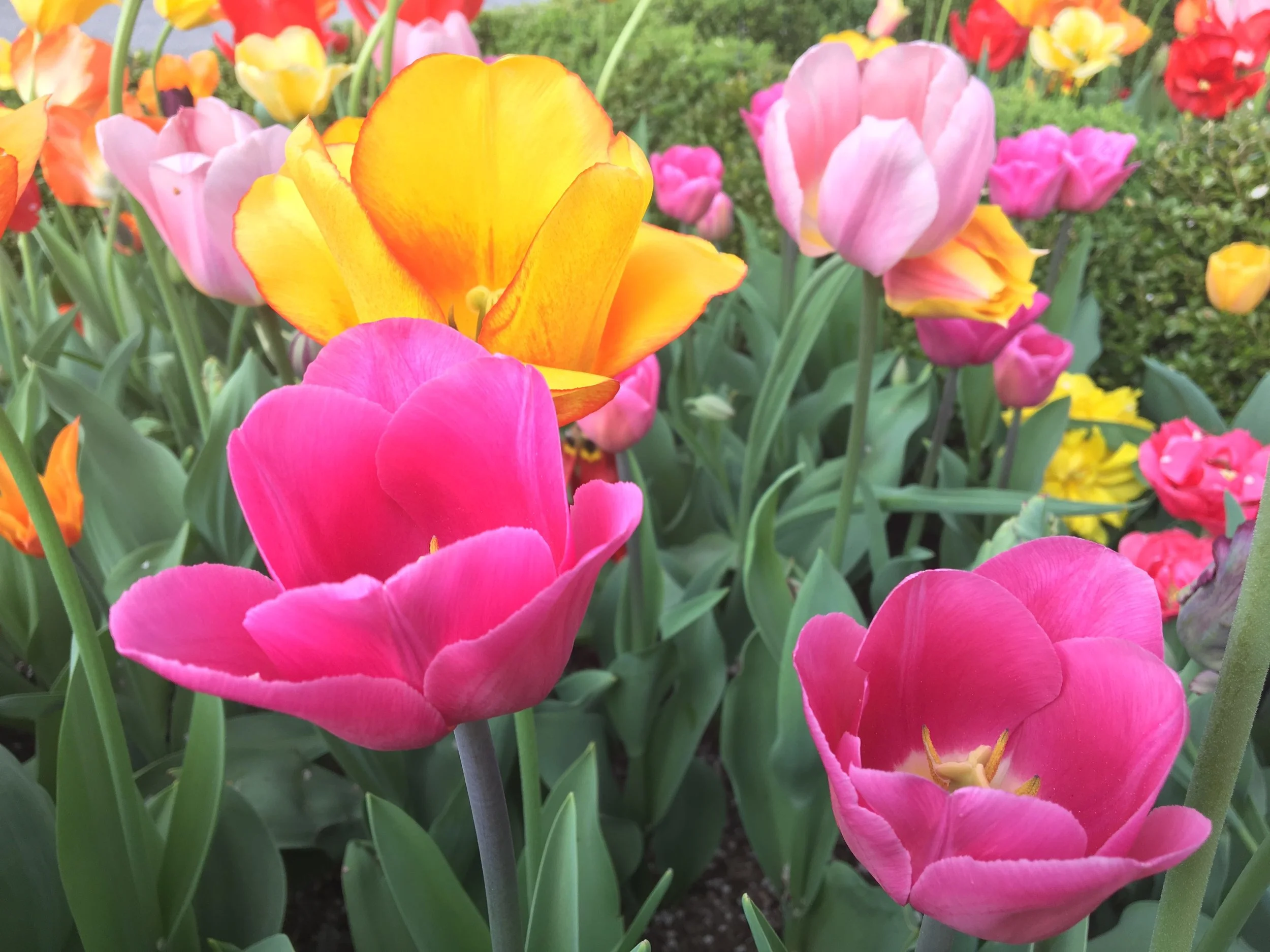 tulips5.jpg