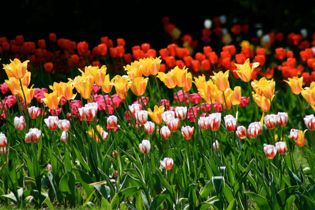 Image courtesy: Elizabeth Park Conservancy