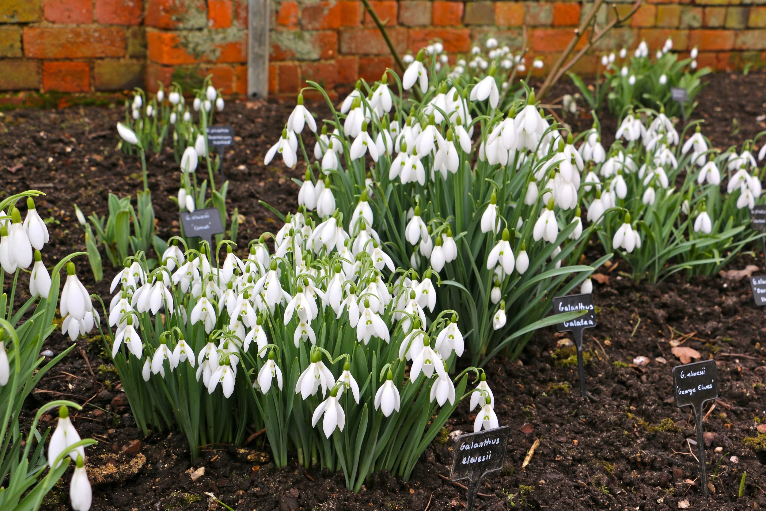 snowdrops.jpg