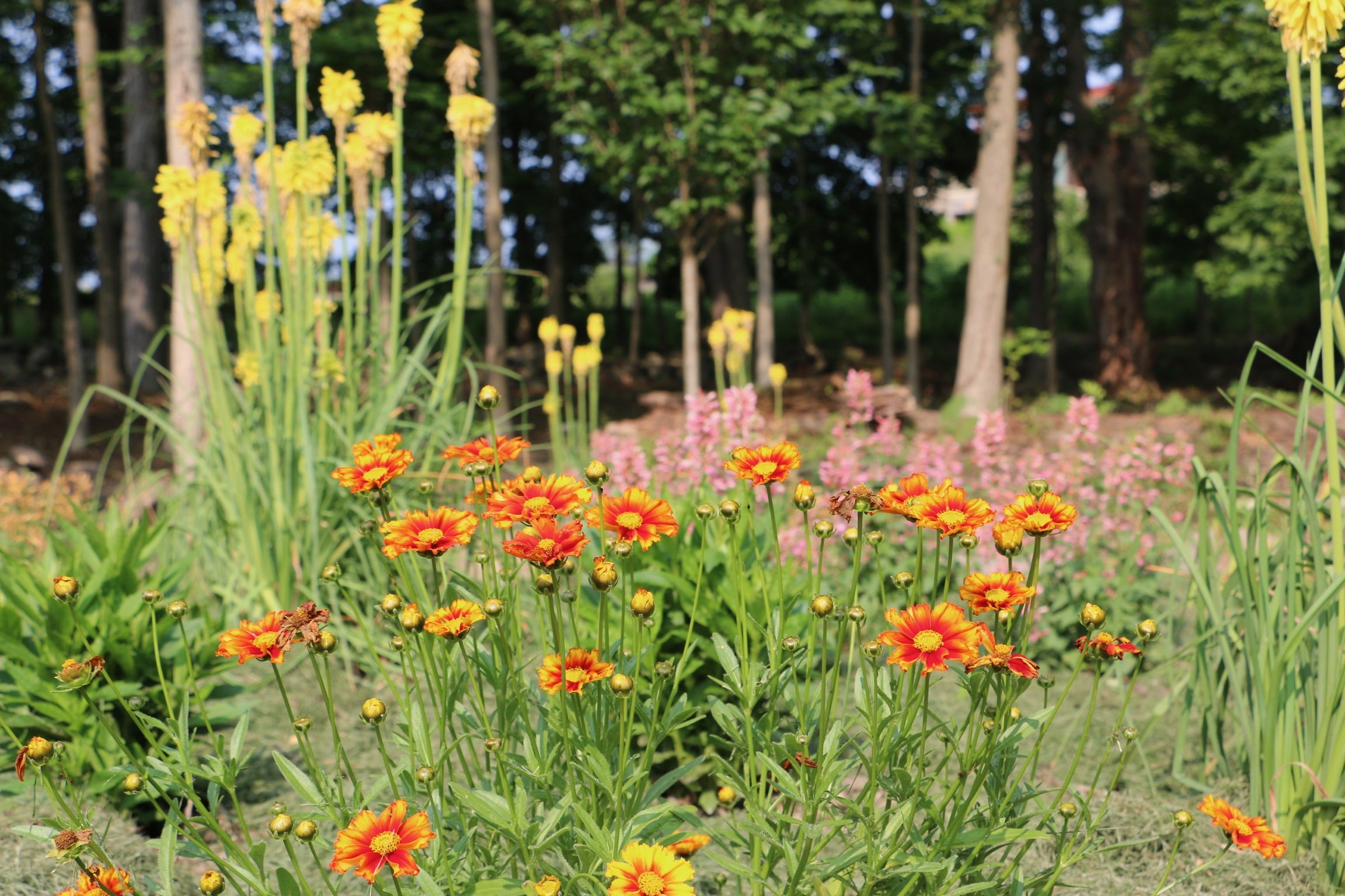 Kniphofia