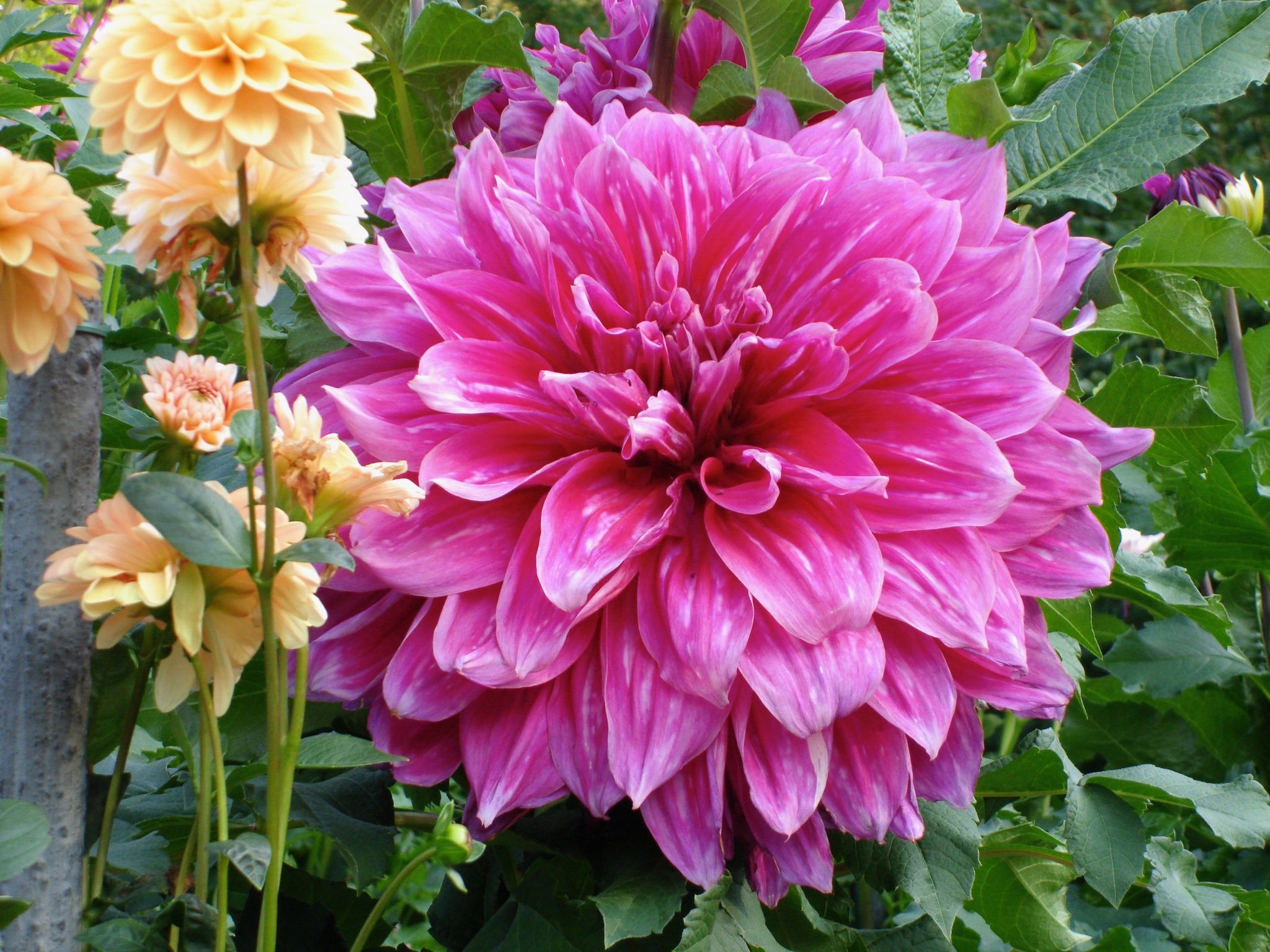 Dahlias