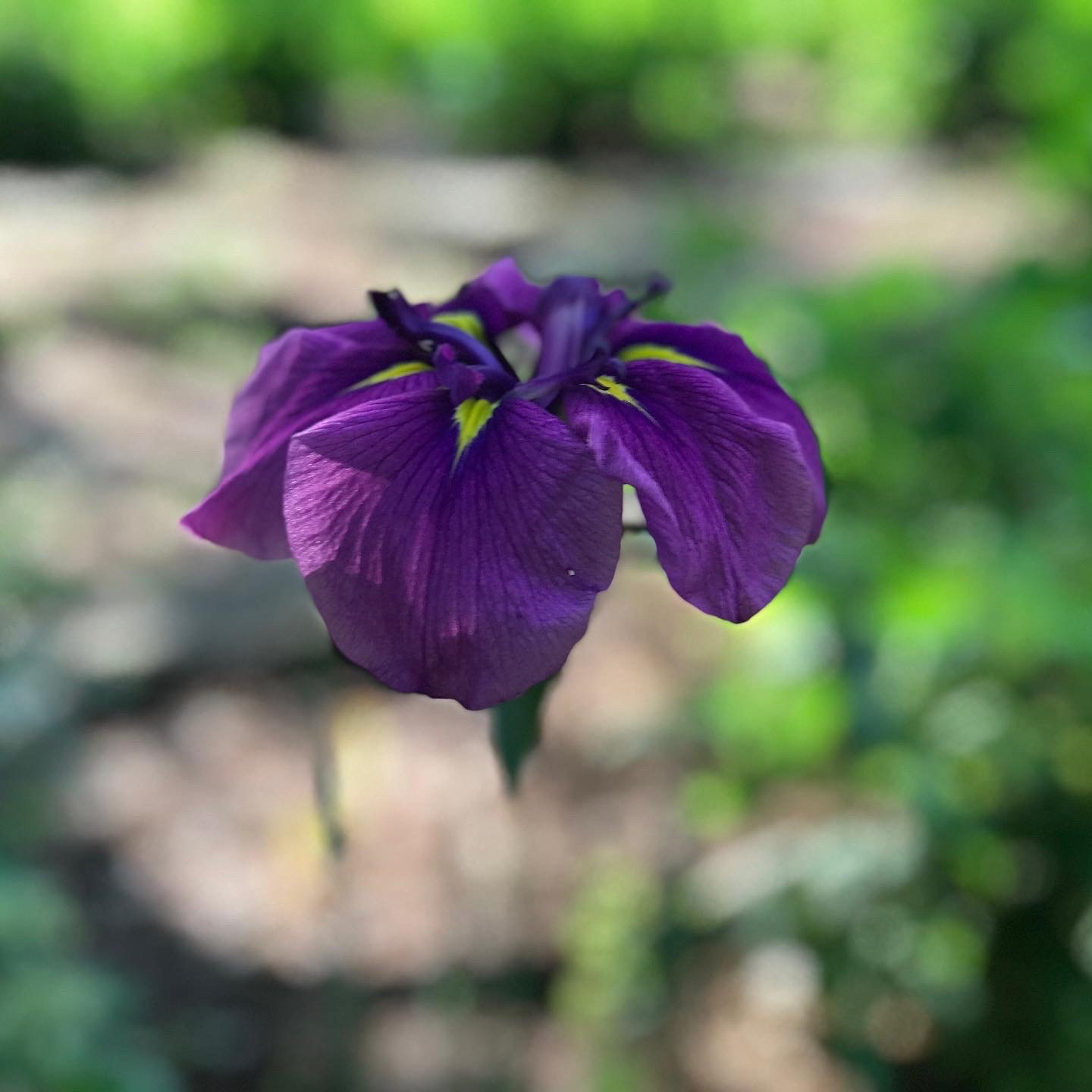 Iris Ensata / Japanese Iris 